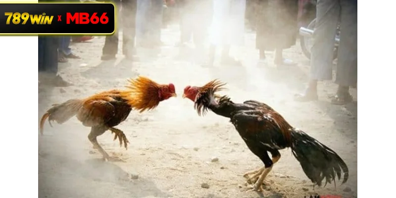 Vì sao đá gà biên giới tại 789WIN thu hút đông đảo người chơi?